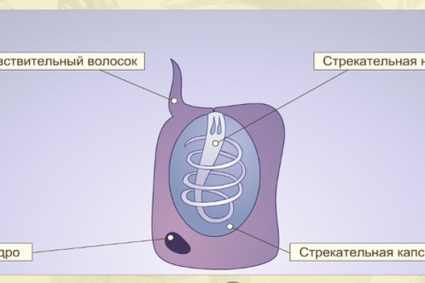 Kraken даркнет рынок ссылка