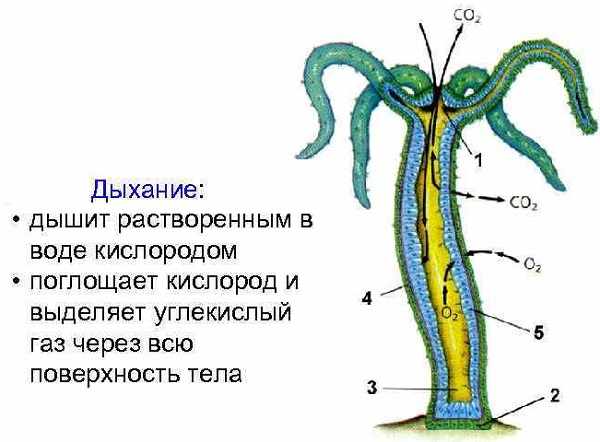 2krn cc кракен