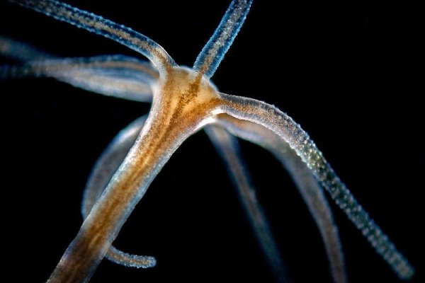 Kraken официальное зеркало kraken dark link