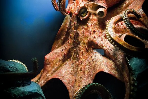 Kraken com зеркало