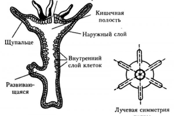Мега зеркала тор онион мориарти кракен